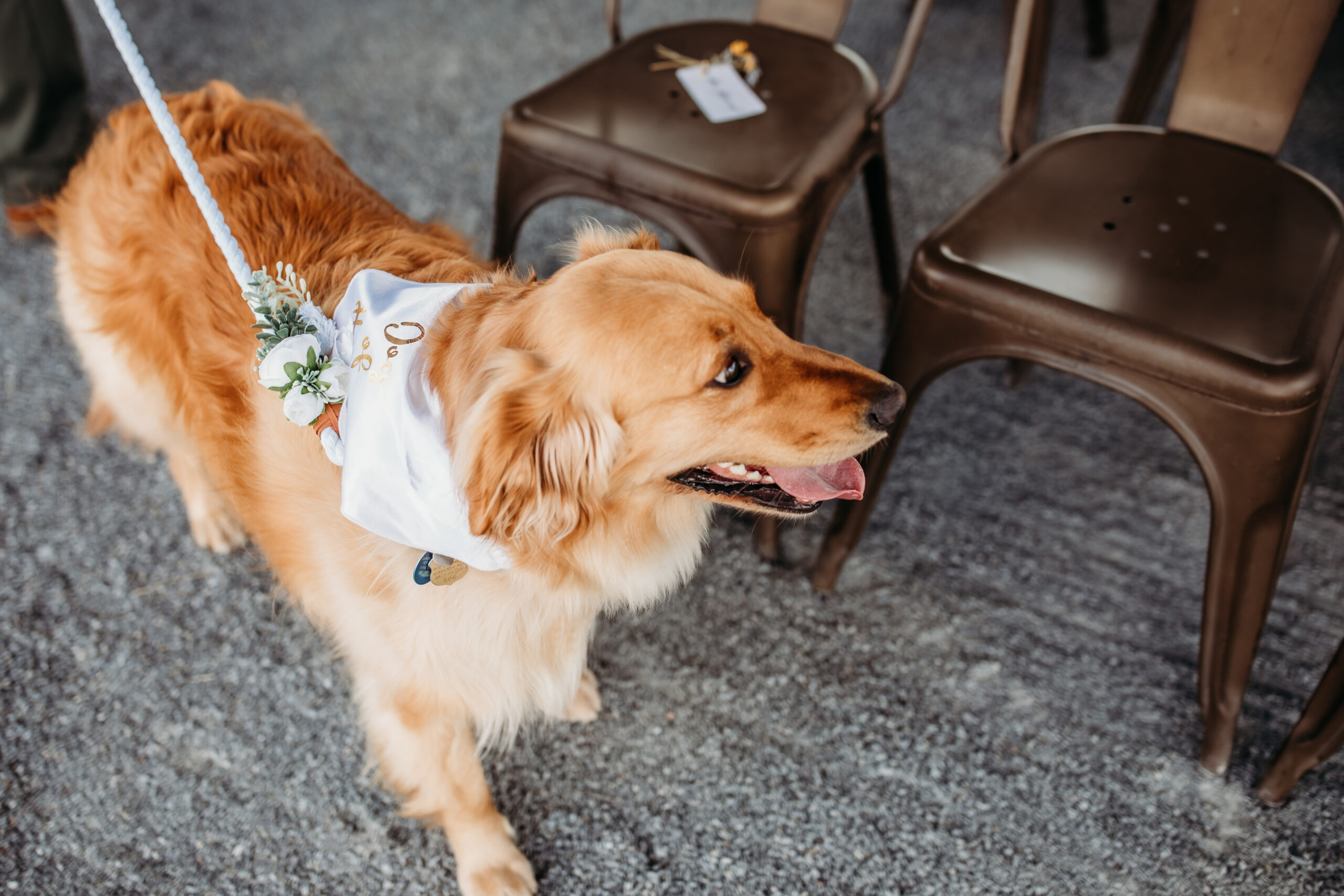 Jess and Greg's dog Maple walking down the aisle at their Vermont farmers market wedding